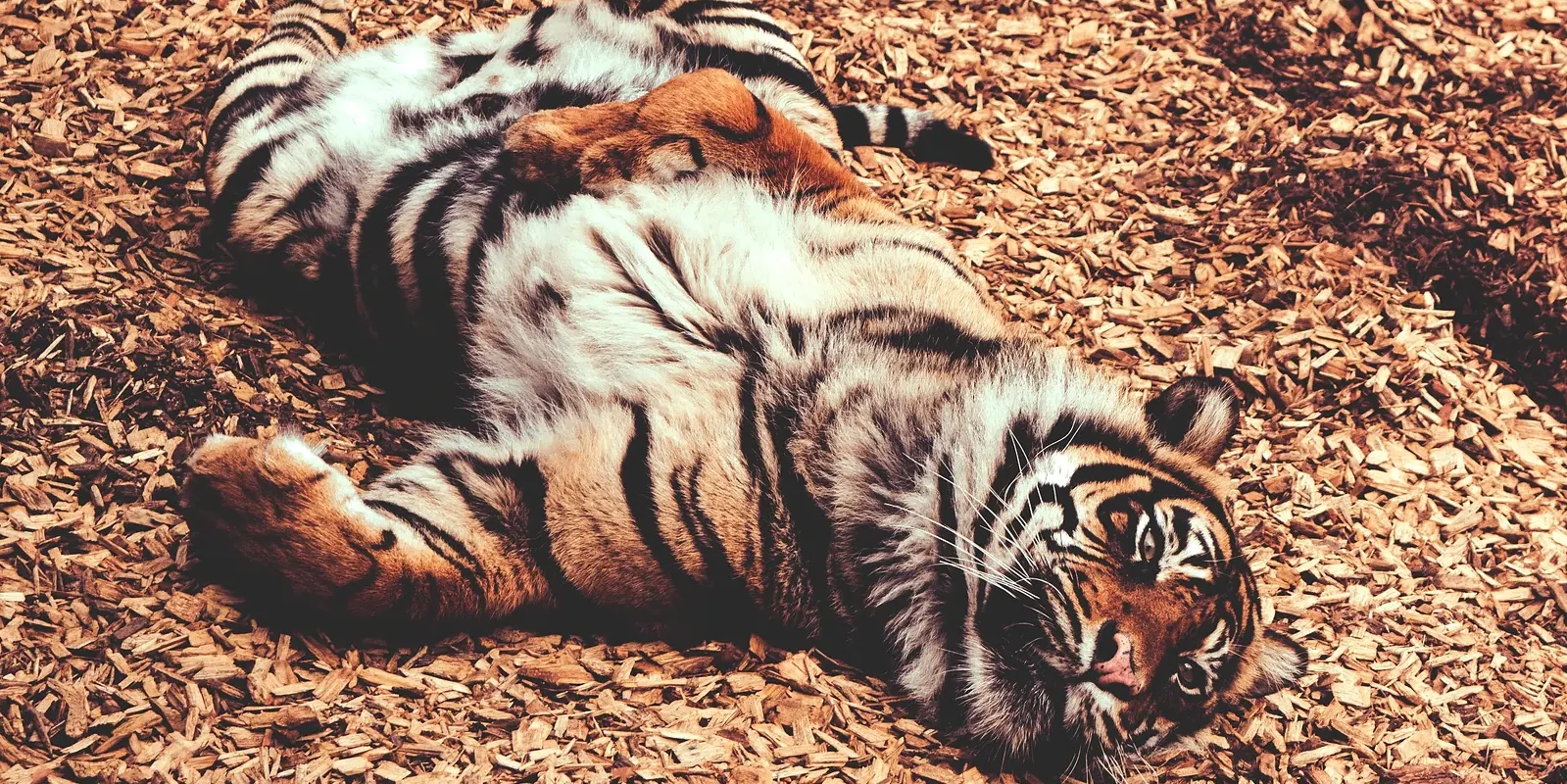 Lazy Tiger